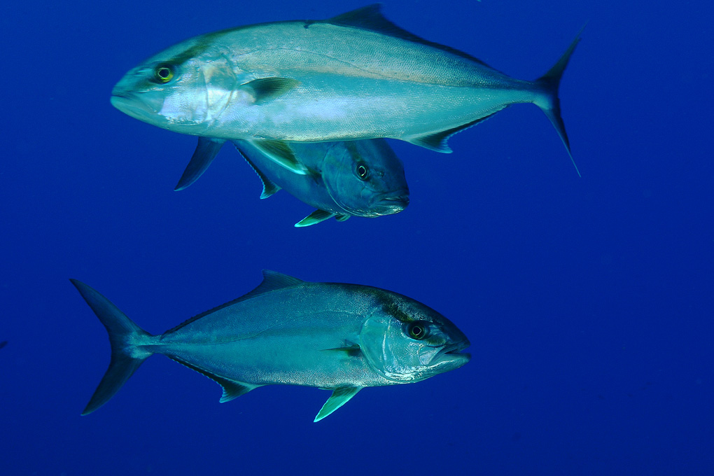 Piccola ricciola (Seriola dumerili)